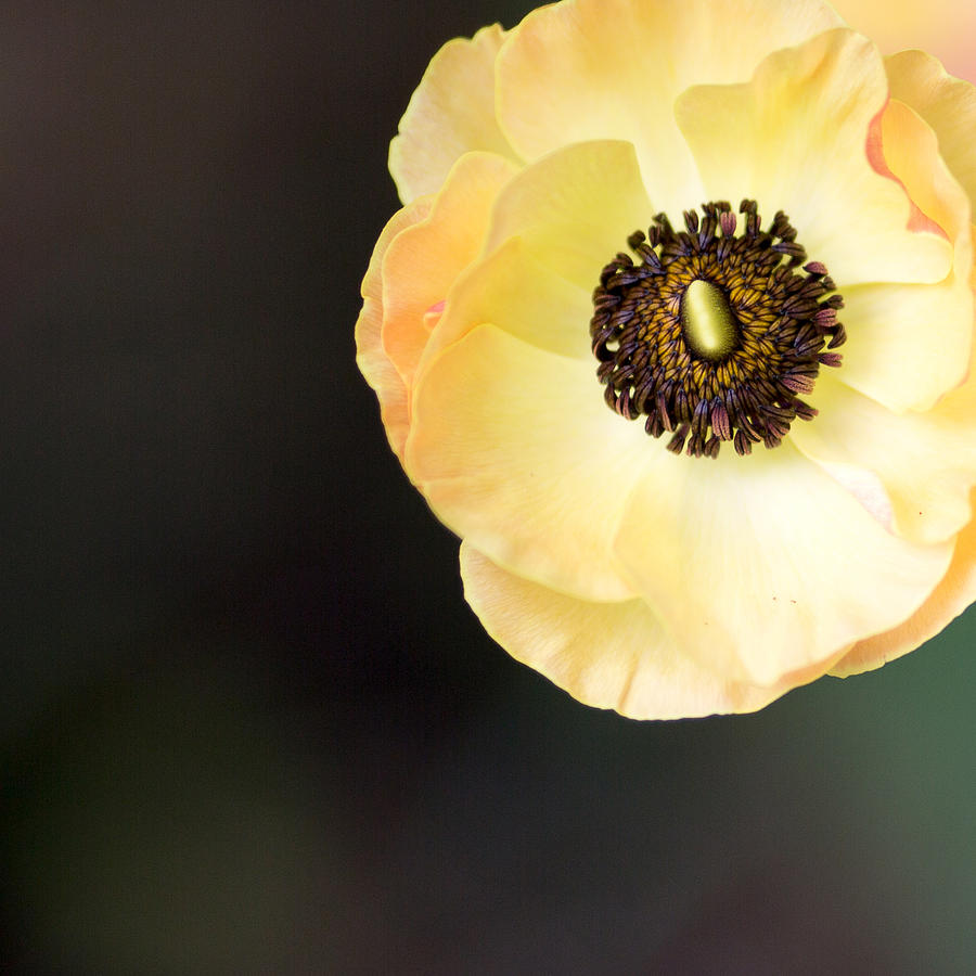 Yellow Anemone Center Squared Photograph by Rebecca Cozart