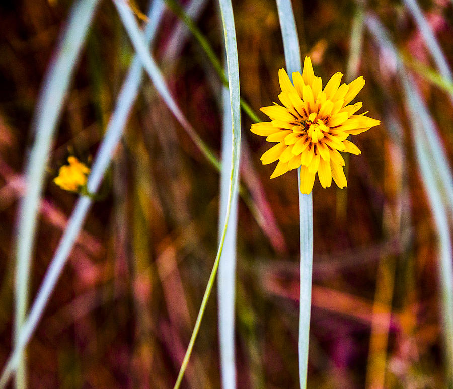 Nature Photograph - Yellow by Angus HOOPER III