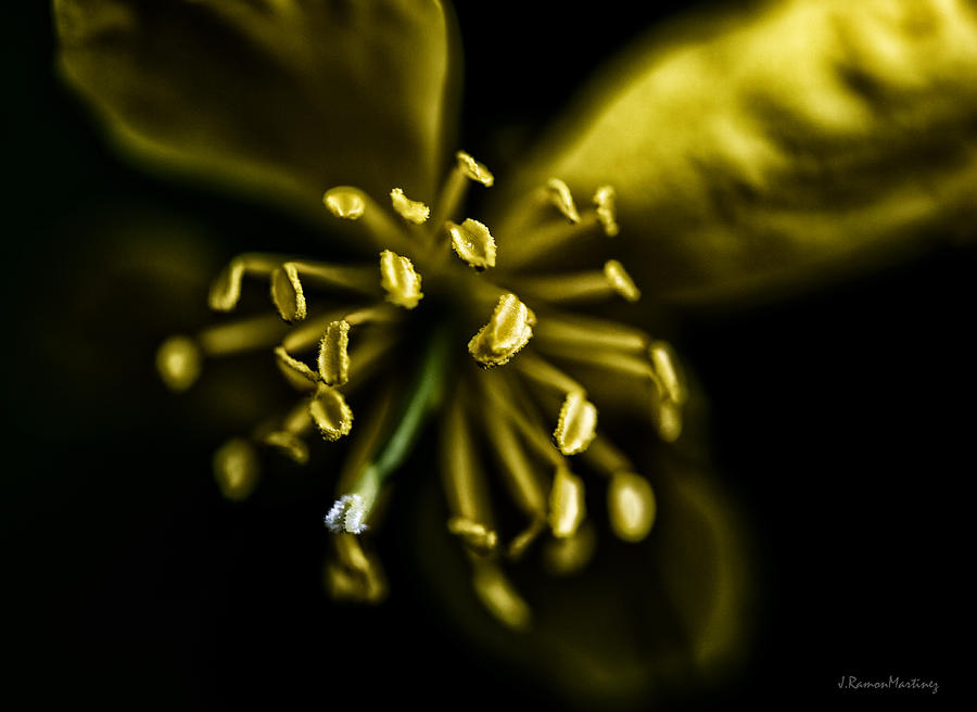 Flowers Still Life Photograph - Yellow Anthers by Ramon Martinez