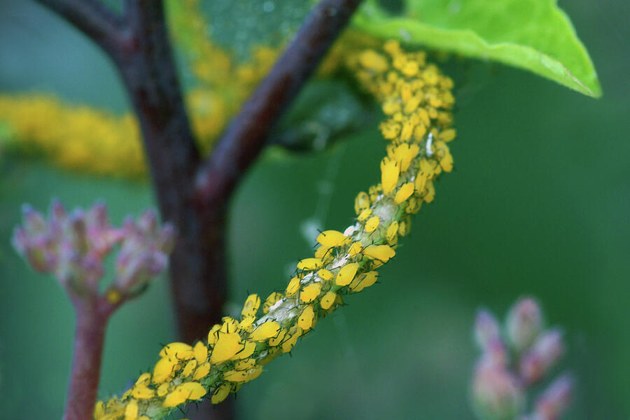 Yellow Aphids - Honeyvine Milkweed Photograph by Nikolyn McDonald