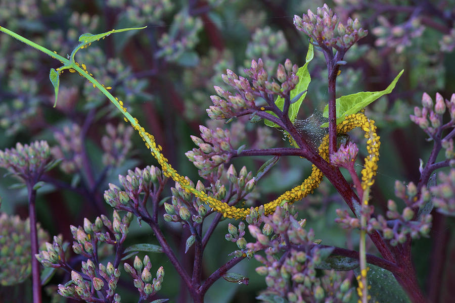 Yellow Aphids - Honeyvine Milkweed - Sedum Photograph by Nikolyn McDonald