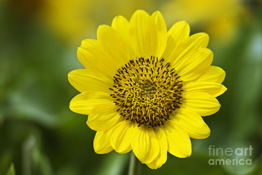 Yellow Arrowleaf Balsamroot Photograph by Greg Vaughn - Printscapes