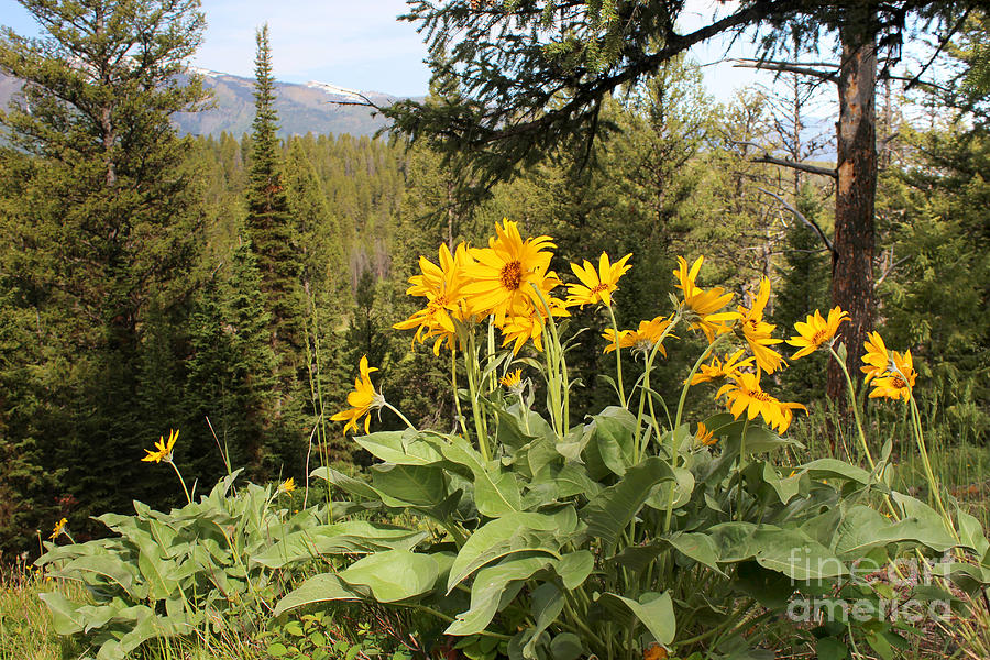 Yellowstone National Park wildflower Yellow Arrowleaf balsamroot Photograph by Adam Long