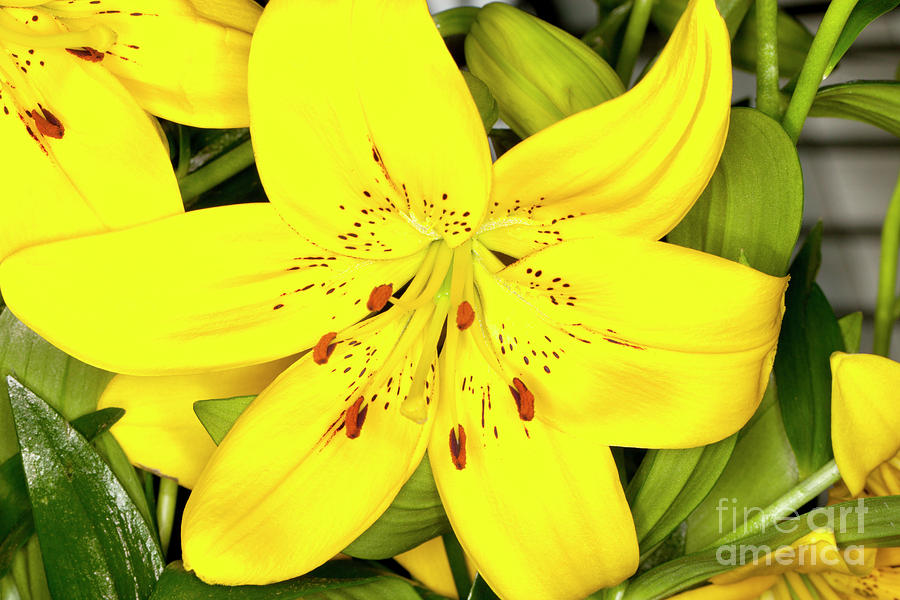 Yellow Asiatic Lilies Photograph by Anthony Totah