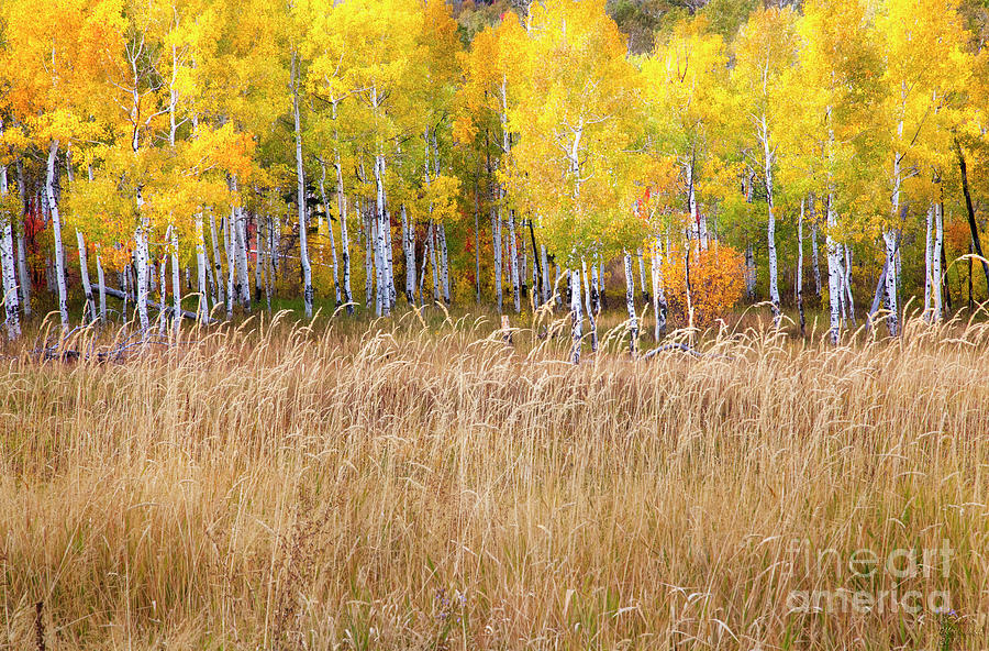 Yellow Aspen Grove Photograph by David Millenheft