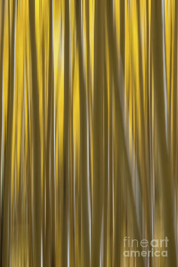 Yellow Aspen Tree Abstract Photograph