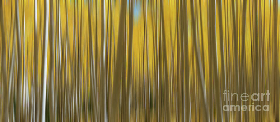 Yellow Aspen Tree Abstract Panorama  Photograph by Michael Ver Sprill
