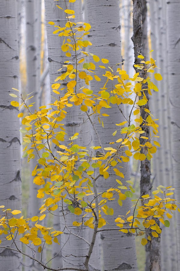 Yellow Aspen Tree Photograph by Ronda Kimbrow