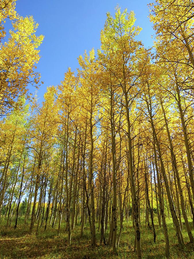 Yellow Aspens Photograph by Connor Beekman