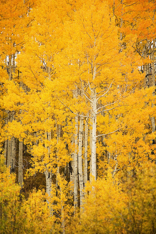 Yellow Aspens Photograph by Ron Dahlquist - Printscapes