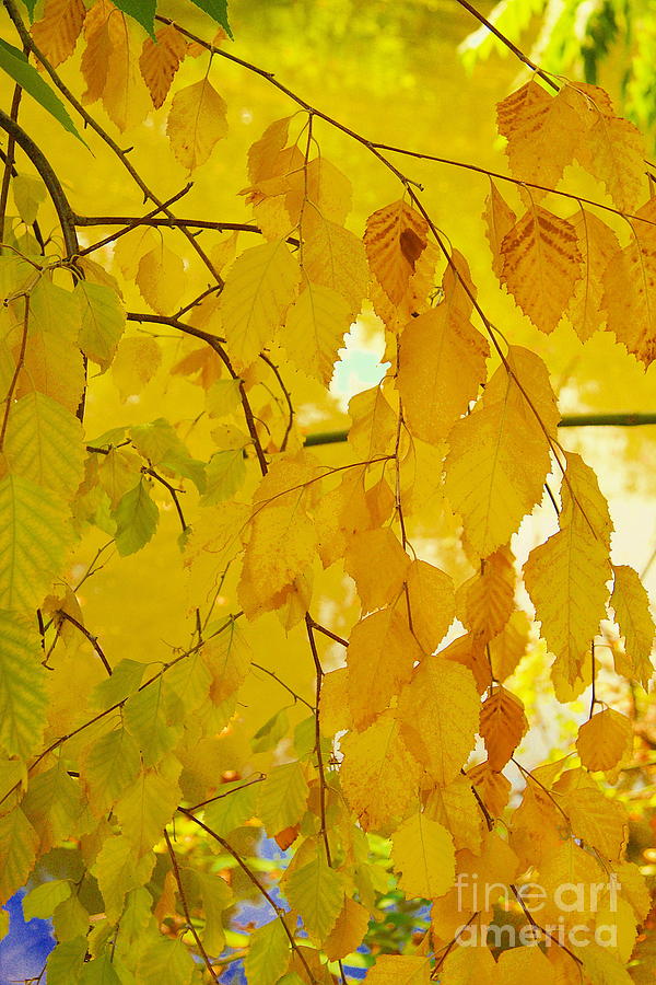Yellow Automn Photograph by Viktor Savchenko