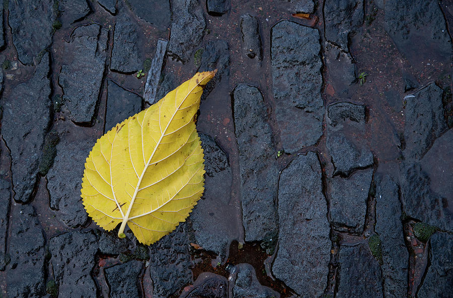 Yellow Autumn leaf  Photograph by Michalakis Ppalis