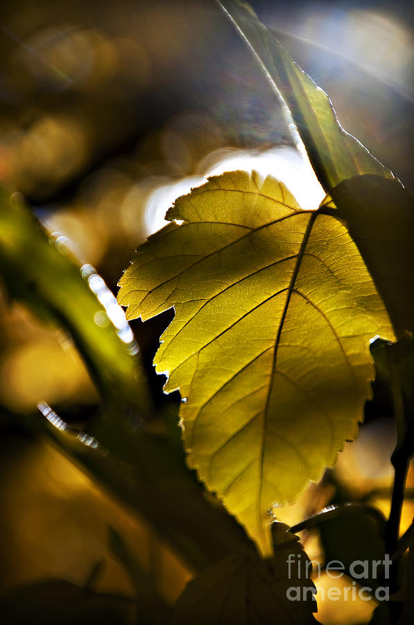 Yellow Autumn Leaf Photograph by Ray Laskowitz - Printscapes