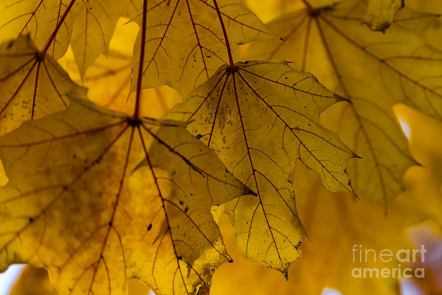 Yellow Autumn Leaves Photograph by Alissa Beth Photography