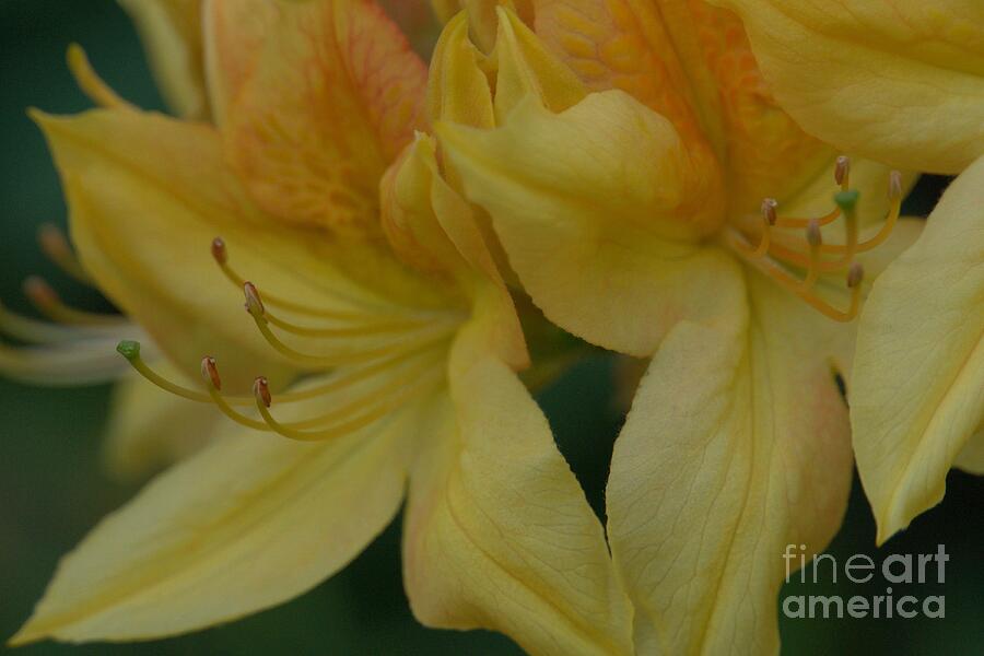 Yellow Azalea Closeup Photograph by Patricia Strand