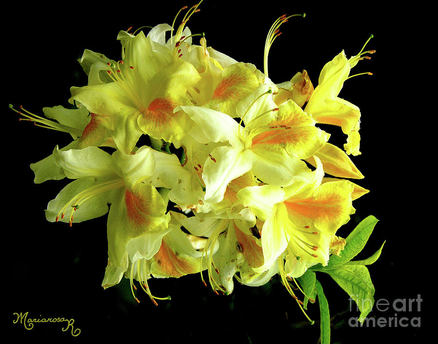 Yellow Azaleas Photograph by Mariarosa Rockefeller