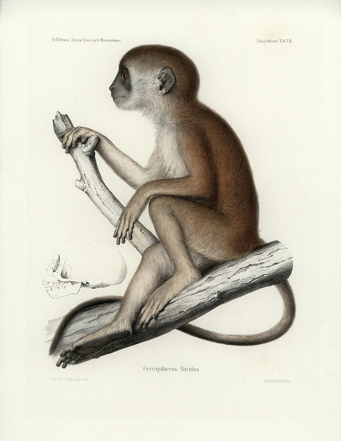 Yellow Baboon, Papio cynocephalus Drawing by J D L Franz Wagner