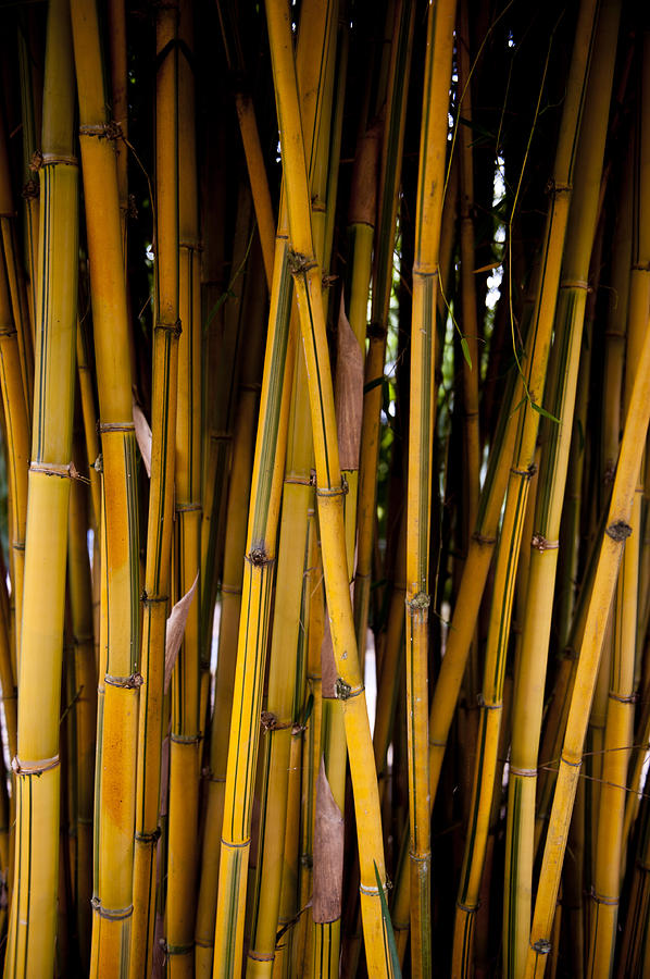 Yellow Bamboo Long Photograph by Paul Doody - Fine Art America