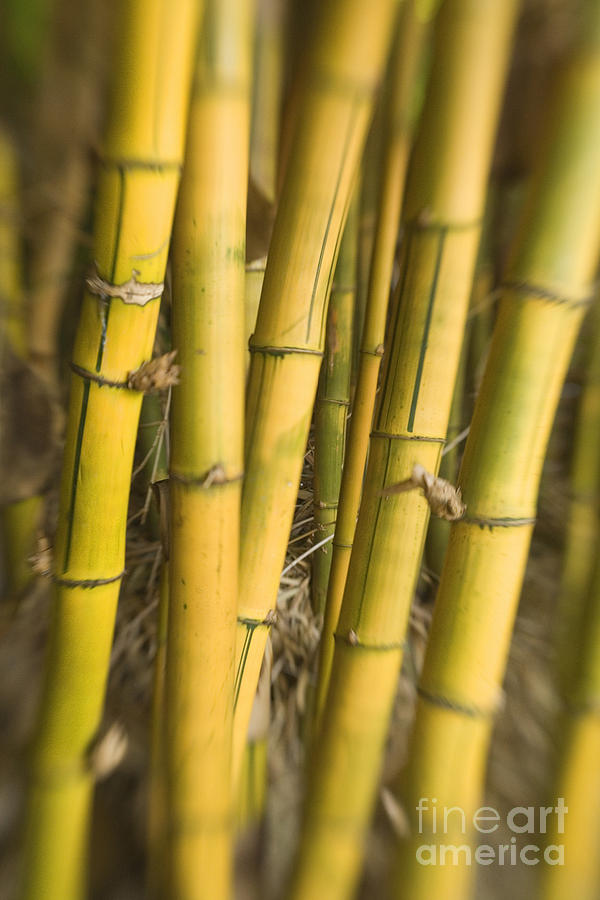 Yellow Bamboo Stalks Photograph by Ron Dahlquist - Printscapes