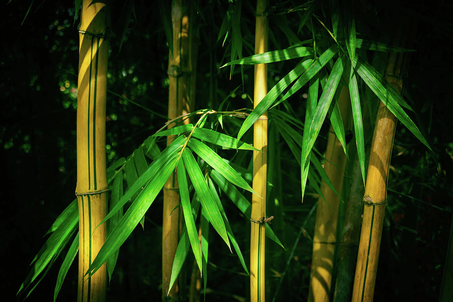 Yellow Bamboo Photograph by Yuka Ogava - Fine Art America