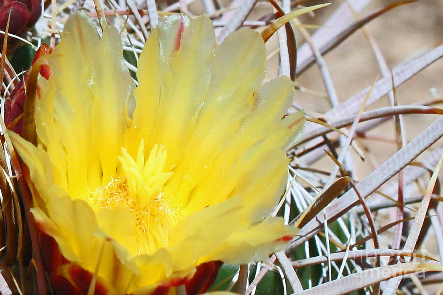 Yellow Barrel Cactus Flower Photograph by Kelly Holm