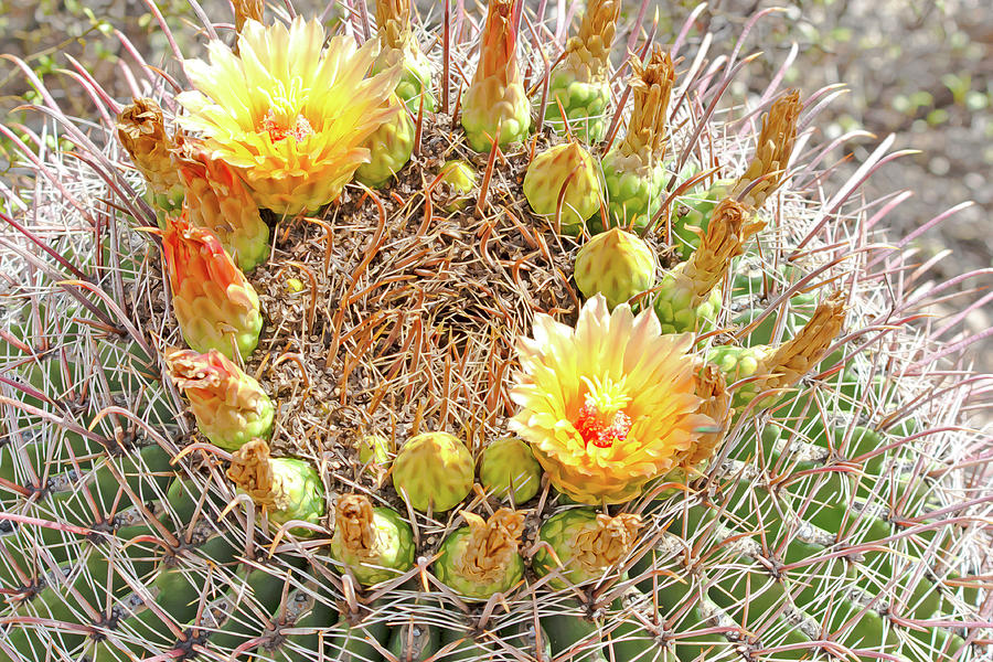 Yellow Barrel Cactus Flowers Photograph by Catherine Avilez