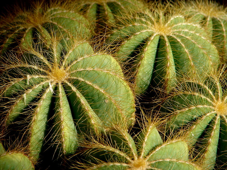 Yellow Barrel Cactus Photograph by Virginia Ives - Pixels