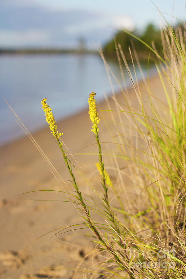 Yellow Beach Grass Photograph by Karen Jorstad