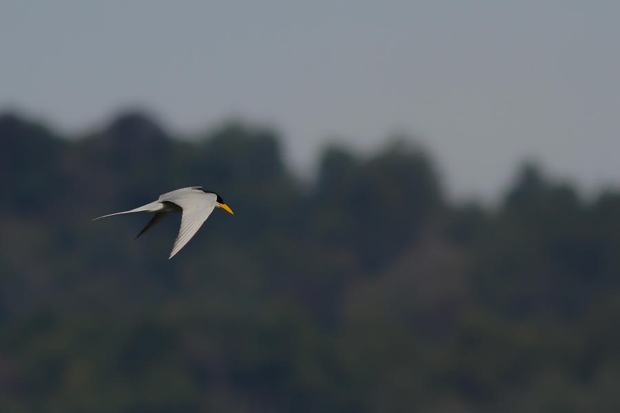 Yellow Beak River Tern Photograph by Ramabhadran Thirupattur