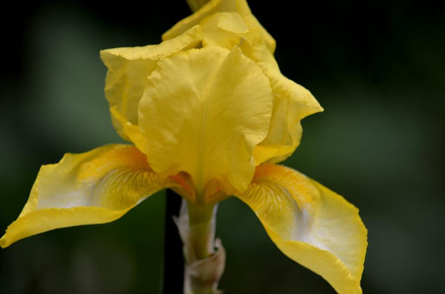 Yellow Bearded Iris 15-01 Photograph by Maria Urso