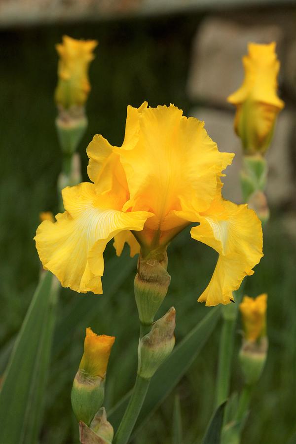 Yellow Bearded Iris and Buds Photograph by Sheila Brown