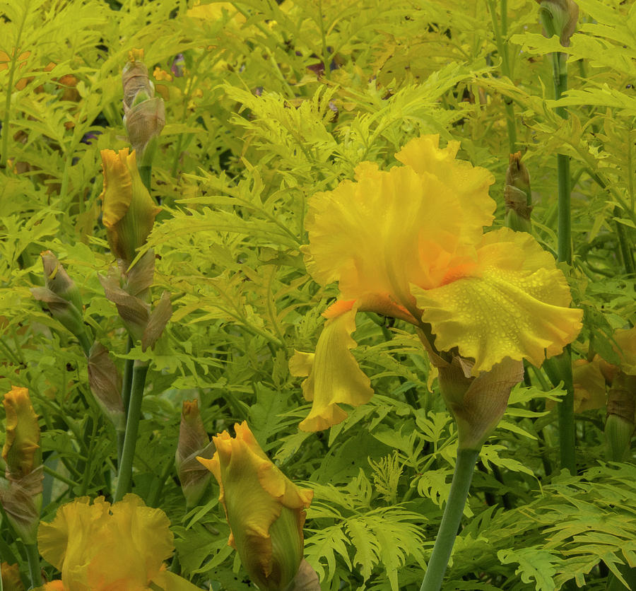 Yellow Bearded Iris Photograph by Jean Noren