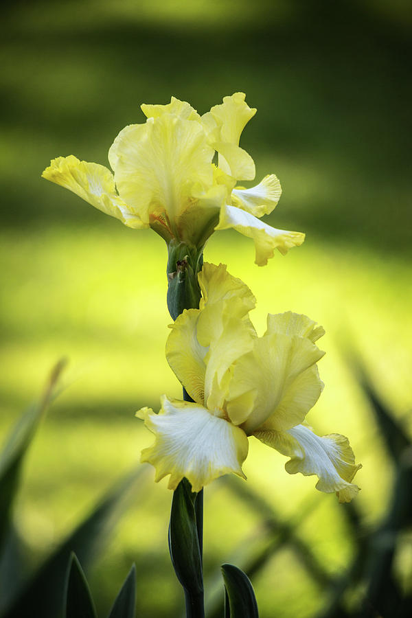 Yellow Bearded Iris Photograph by Jemmy Archer