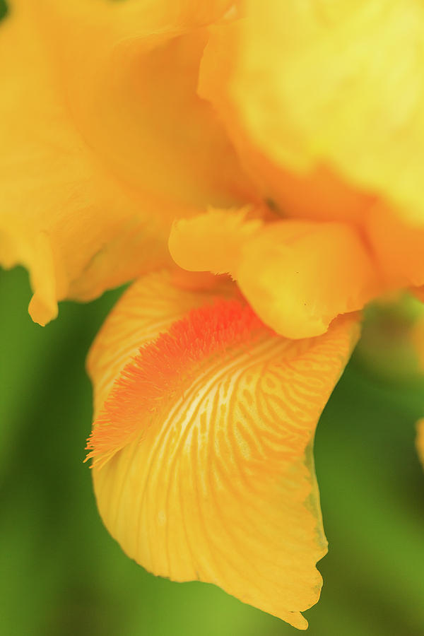 Yellow Bearded Iris Photograph by Joni Eskridge