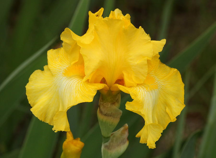 Yellow Bearded Iris Photograph by Sheila Brown