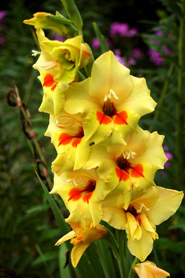 Yellow Beauties Photograph by Heidi Berkovitz - Fine Art America