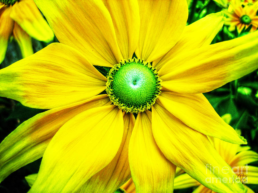 Yellow Beauty Photograph
