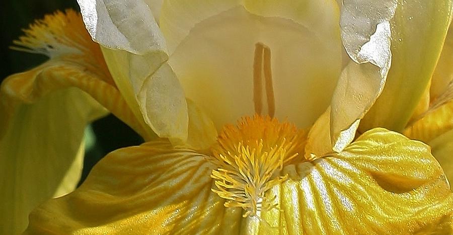 Yellow Beauty Photograph by Bruce Bley