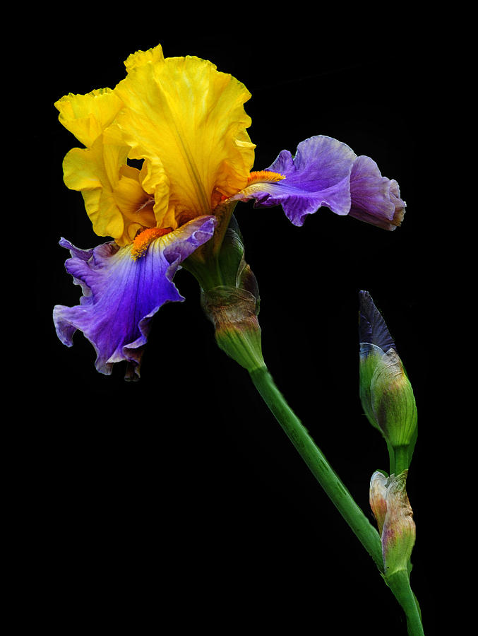 Iris Photograph - Yellow Beauty by Dave Mills