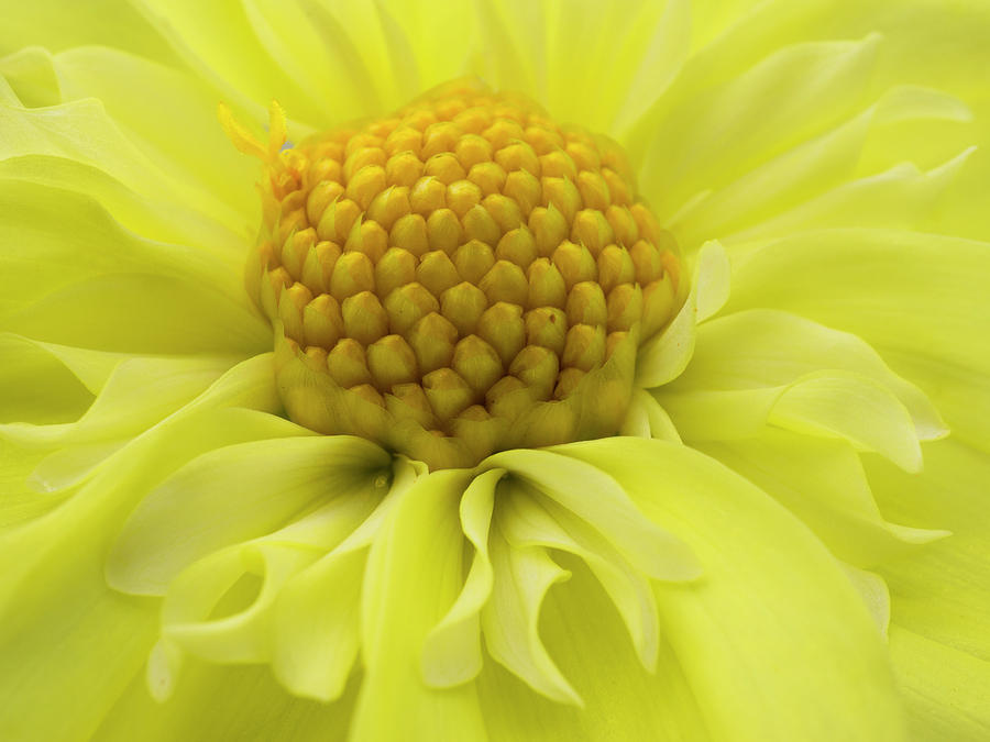 Yellow beauty Photograph by Inge Riis McDonald