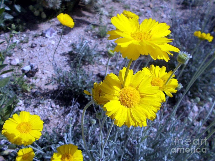 Yellow Beauty Photograph by Jerry Bokowski
