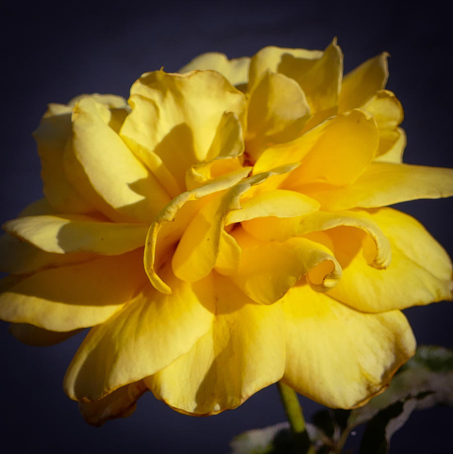 Yellow Beauty Photograph by Laurel Powell