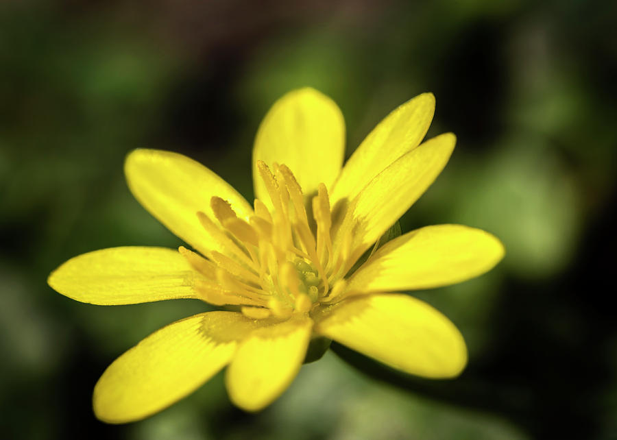 Yellow Beauty Photograph by Nick Bywater