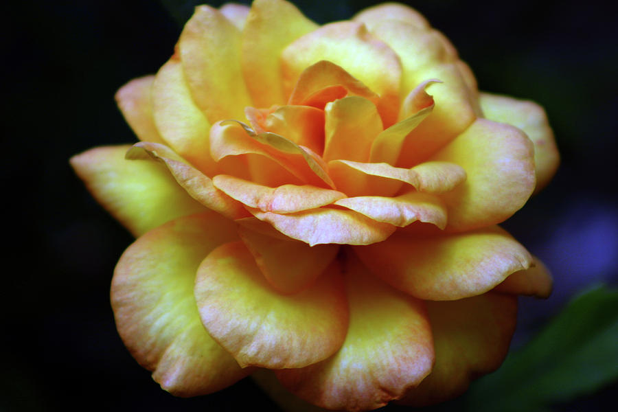 Yellow Beauty Rose 3407 H_2 Photograph by Steven Ward