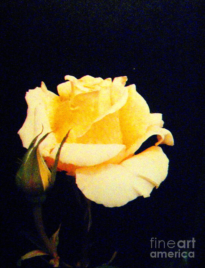 Rose Photograph - Yellow Beauty by Shasta Eone