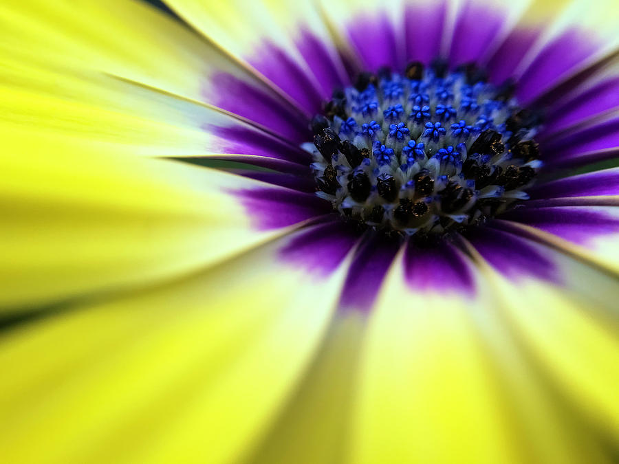 Yellow beauty with a hint of blue and purple Photograph by Eduard Moldoveanu