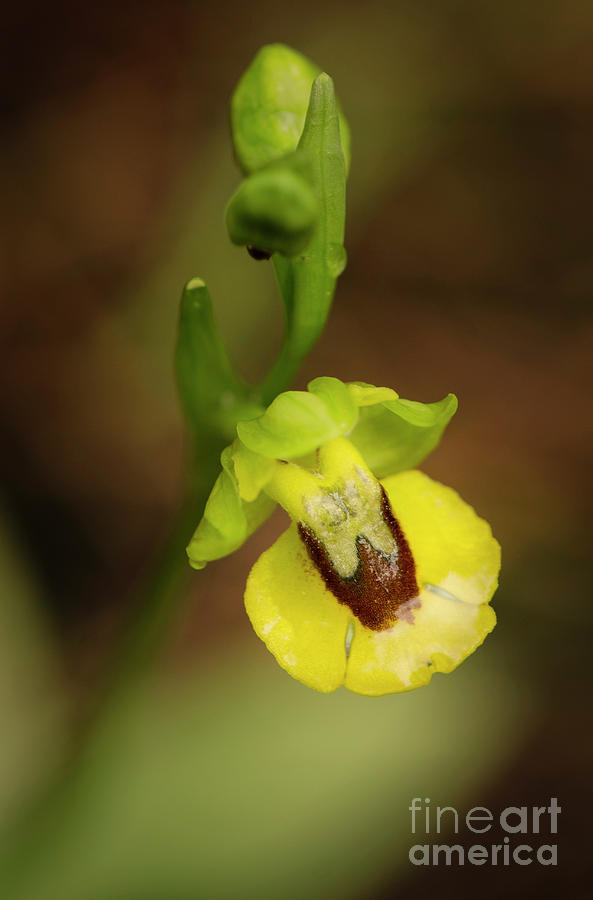 Yellow Bee-orchid, Ophrys Lutea Photograph by Perry Van Munster
