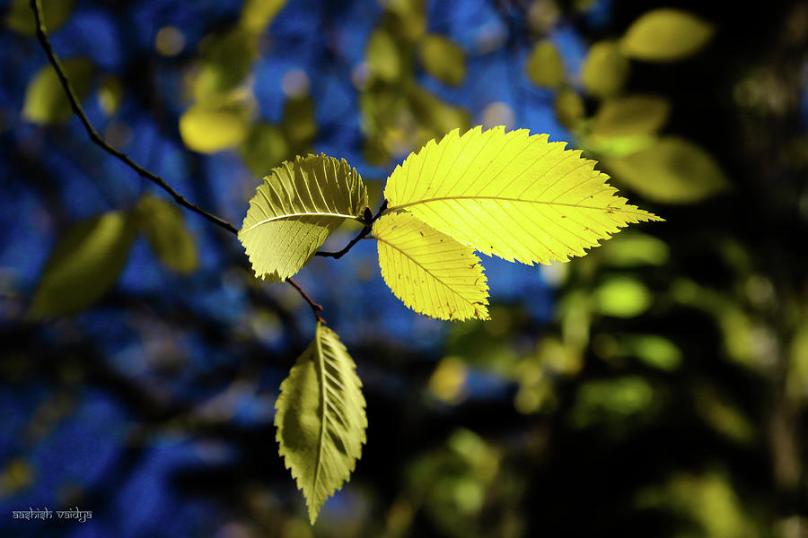 Yellow Beech Leaves Photograph by Aashish Vaidya
