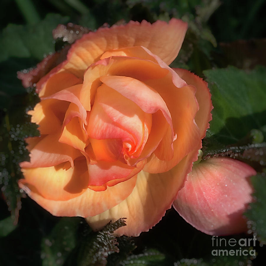 Yellow Begonia Photograph by Ann Jacobson