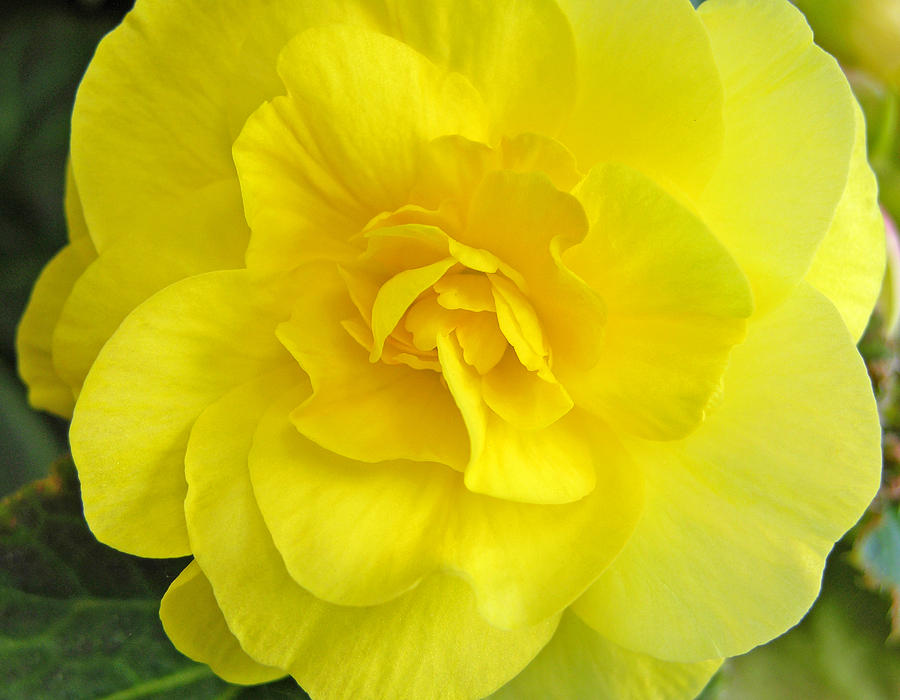 Begonia Photograph - Yellow Begonia by Dori Peers